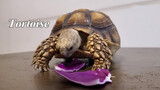 [Animals]Tortoise eating purple cabbages sluggishly