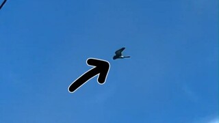 ทำไมนกถึงสามารถลอยนิ่งอยู่กลางอากาศได้?