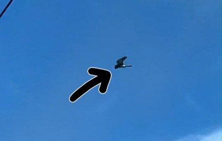 Mengapa burung bisa melayang di udara?