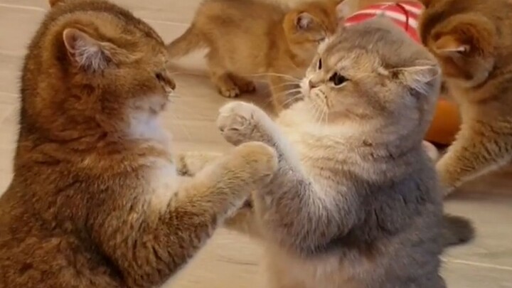 The master of "meow meow punches" engages in a martial arts showdown—things get incredibly intense f