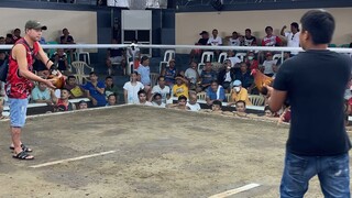Sabong matina cock 2nd fight