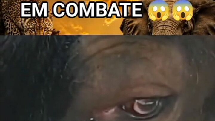 combate