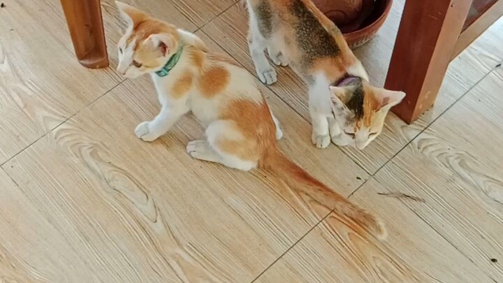 one pair cute 😺😺