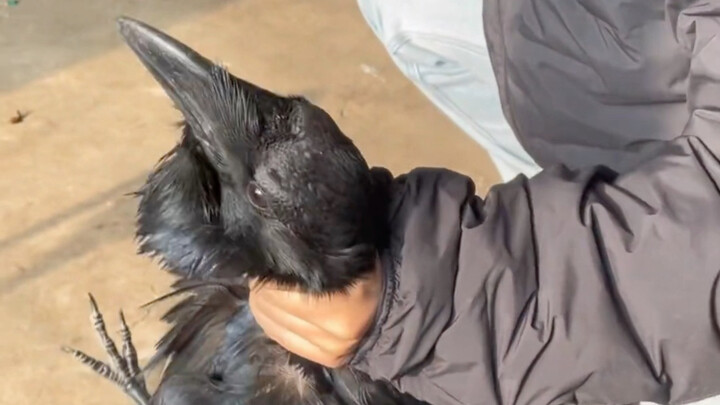 A crow eats meat, grabbing the neck with one claw.