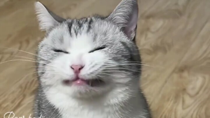 Fun fact: Cats actually hate oranges.