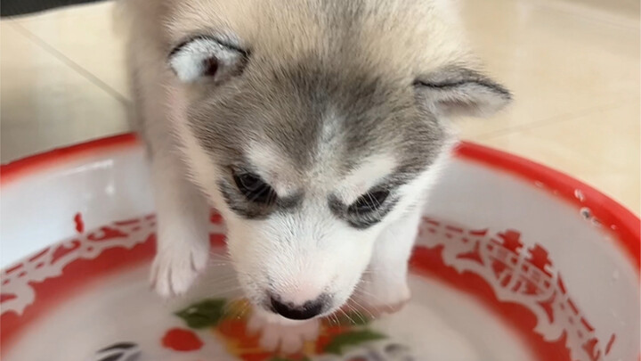 A just-one-month-old puppy has already mastered swimming!