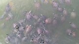 [Hewan Merayap] Kuil Dongshan di Shenzhen yang penuh dengan kura-kura
