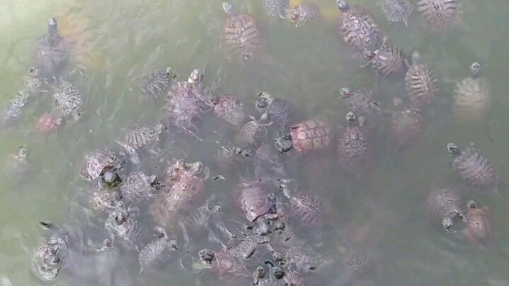 Vấn nạn Rùa tai đỏ ở hồ phóng sinh chùa Sơn Đông, Thâm Quyến