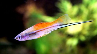 ikan hias green sword tail penetral aquarium