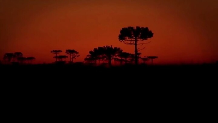 Natureza Viva!