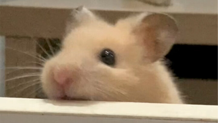 น่ารักขนาดนี้ ขอฉันกินสักคำจะมากเกินไปไหมนะ
