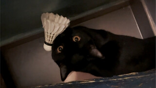 I realized I seem to have adopted a "knockoff" black cat! 55555