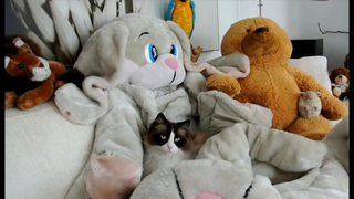 Timo the Ragdoll Cat และเพื่อนยัดไส้ของเขา (รวบรวม)