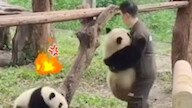 Yu Ai cuối cùng đã ra tay, đánh cho “gấu nũng nịu trà xanh” một trận, làm rất tốt ୧😂୨
