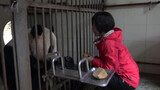Breeder Knows Panda Ying Hua Very Well A Picky Eater 