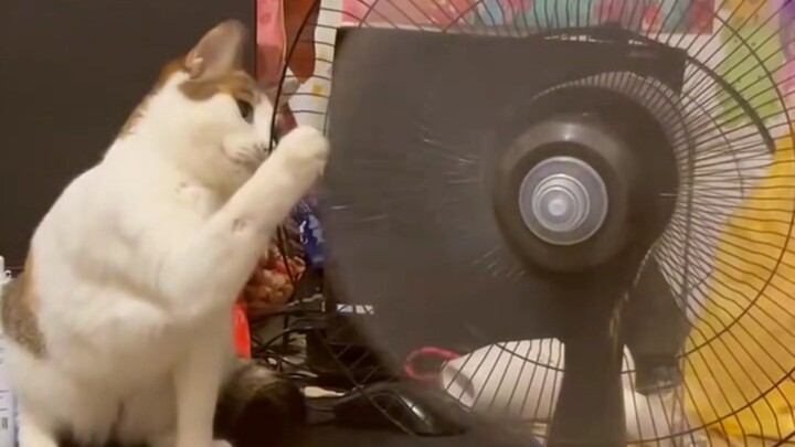 哈基米 这手是有多欠