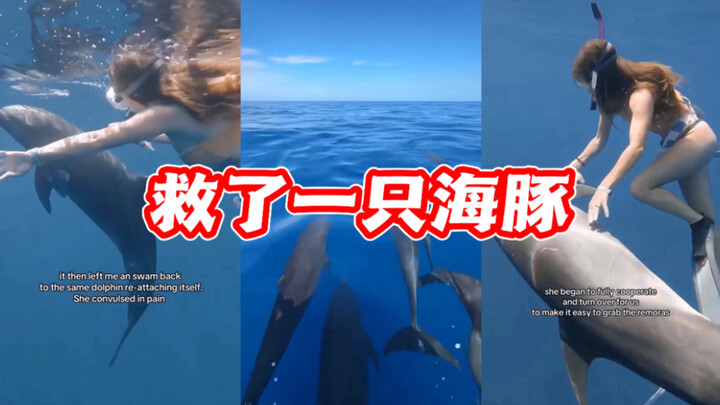 A miraculous dolphin rescue 🐬🫶🏻❤️