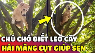 Chú chó với 'KỸ NĂNG LEO CÂY' thượng thừa khiến ai xem được cũng phải HÁ HỐC MỒM 😅 | Gâu Đần