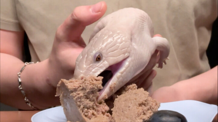 Trong mắt không hề có chút trí tuệ, chỉ toàn là khát khao dành cho đồ hộp.