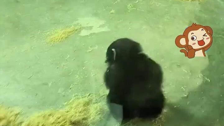 A just-one-month-old baby gorilla has gone viral as a cute “grass-moving machine.” The zoo says it h