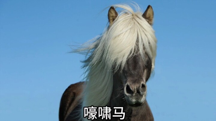 الأبراج الصينية الجديدة الـ12: ضروري لكل صاحب «شياو هيزي»!