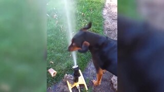 Funny Animal Fails 2021 FUNNIEST ANIMALS fail video #2