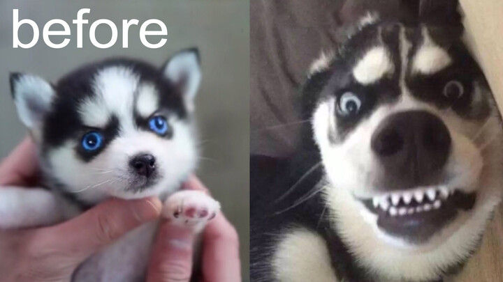 Husky's young vs Grown up! An evolution