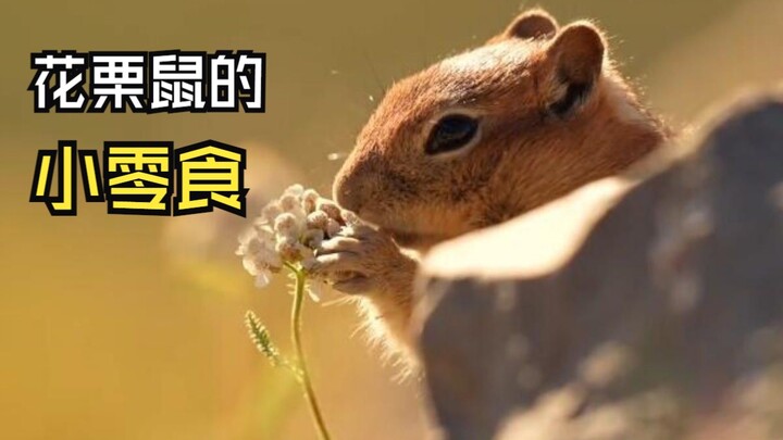 คลิปสัตว์ปะทะมนุษย์!