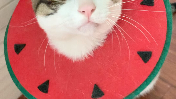 Kucing kecil yang berpura-pura dua muka