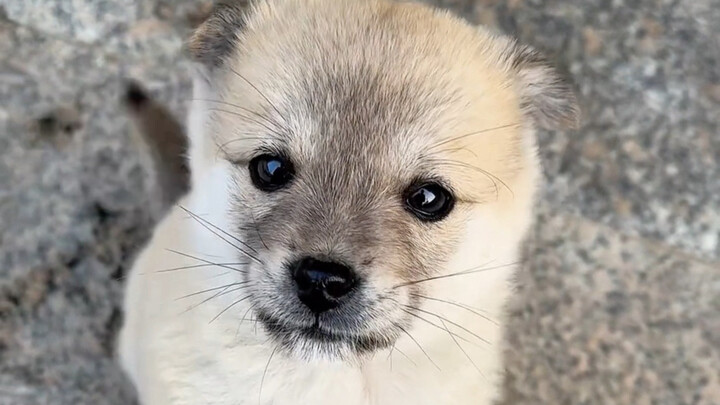 A Puppy I Bought for 20 Yuan at the Big Market
