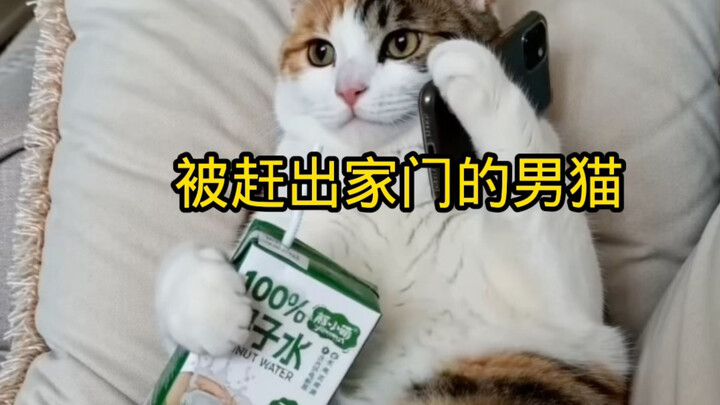 Chú mèo đực bị đuổi ra khỏi nhà
