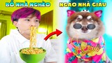 Thú Cưng Vlog | Ngáo Husky Troll Bố #21 | Chó husky thông minh vui nhộn | Smart dog funny pets