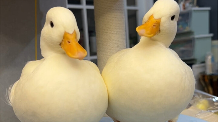 Sheng Nan: Your面子 is my shoe insole.