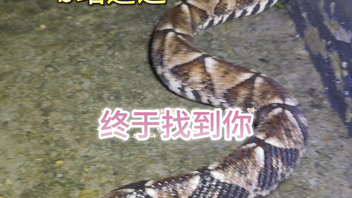 Finally Found This Year’s First Big Brother: Deadly Chinese Bamboo Viper!