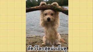 เพื่อนตัวน้อย สัตว์เลี้ยงแสนซน : สัตว์โลกสุดน่าเอ็นดู