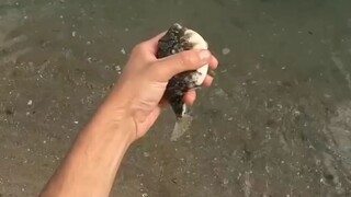 beautiful 🐠🐋🐟🐠🐋🐟