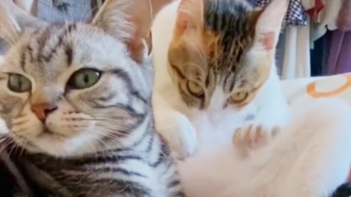 Aneh banget, lihat lagi nih