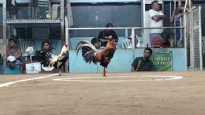Bulik ganador 2x winner San Mateo Rizal hack fight 11k pusta.. premyo 5k