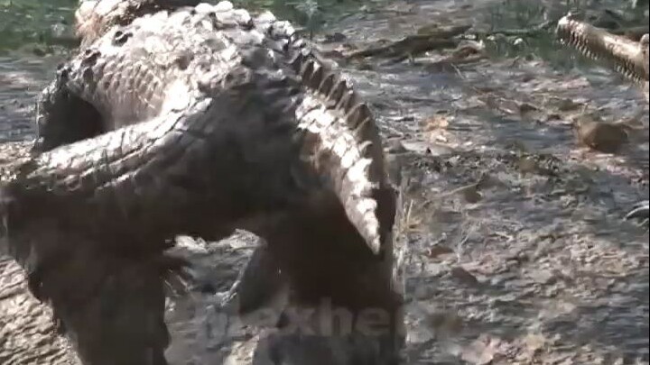 Hilarious Foreign Funny Videos 😂