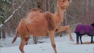 أحضر مالك المزرعة فرداً جديداً إلى الأسرة: جمل مفرط الحماس ومشاغب. يذهب ليداعب الخيول دون سبب، ويقوم