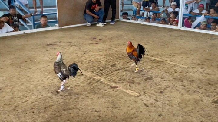 Thursday FK, binabae talisay DRAW buti naka isang tuka lang kalaban