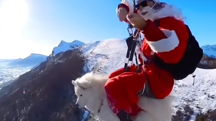 Thì ra ông già Noel cưỡi chó Samoyed!