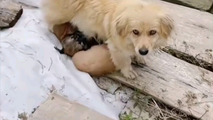 دعني أكون والدتها لمدة شهر، ثم سأوصلها بنفسي.