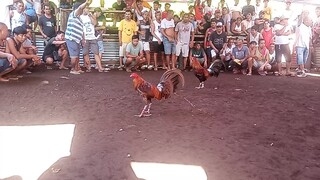 Gilmore gold3x winner