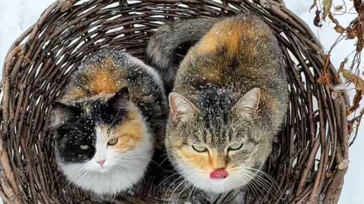 الجد يصطاد عائلة قطط مشردة ذات عيون خضراء من العاصفة الثلجية ويدخلها إلى المنزل لتدفئتها أمام النار.