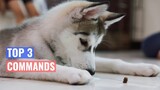 Top 3 Commands to teach your Siberian Husky puppy