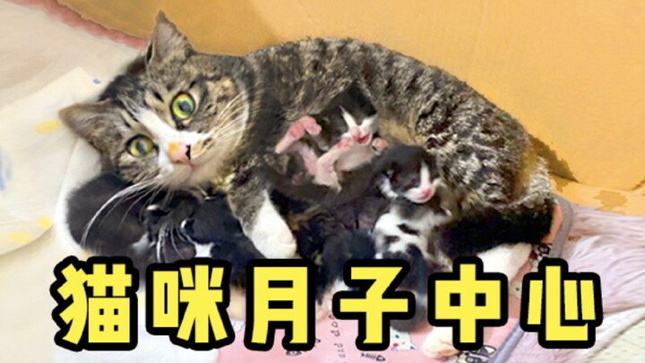 Forcibly taking stray cats to the confinement center, and performing extreme tug-of-war with the cat