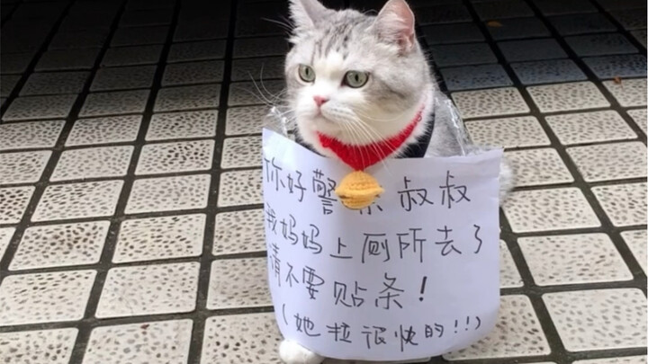 Whose cat was left by the roadside? Come claim it!