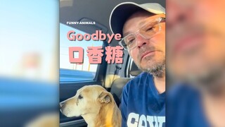 再见了，修勾！