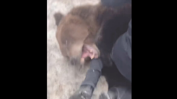 Gấu nhà nuôi sợ đến bật khóc vì tiếng súng săn ngoài tự nhiên! Ông lão vội vàng cấp cứu — mạng sống 